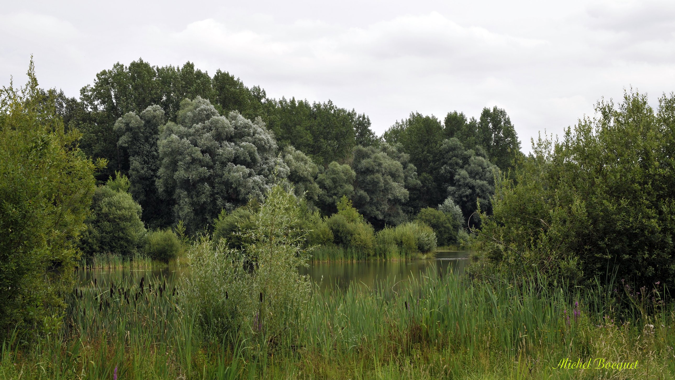 Wallpapers Nature Trees - Forests Le bois de Phalempin (59)