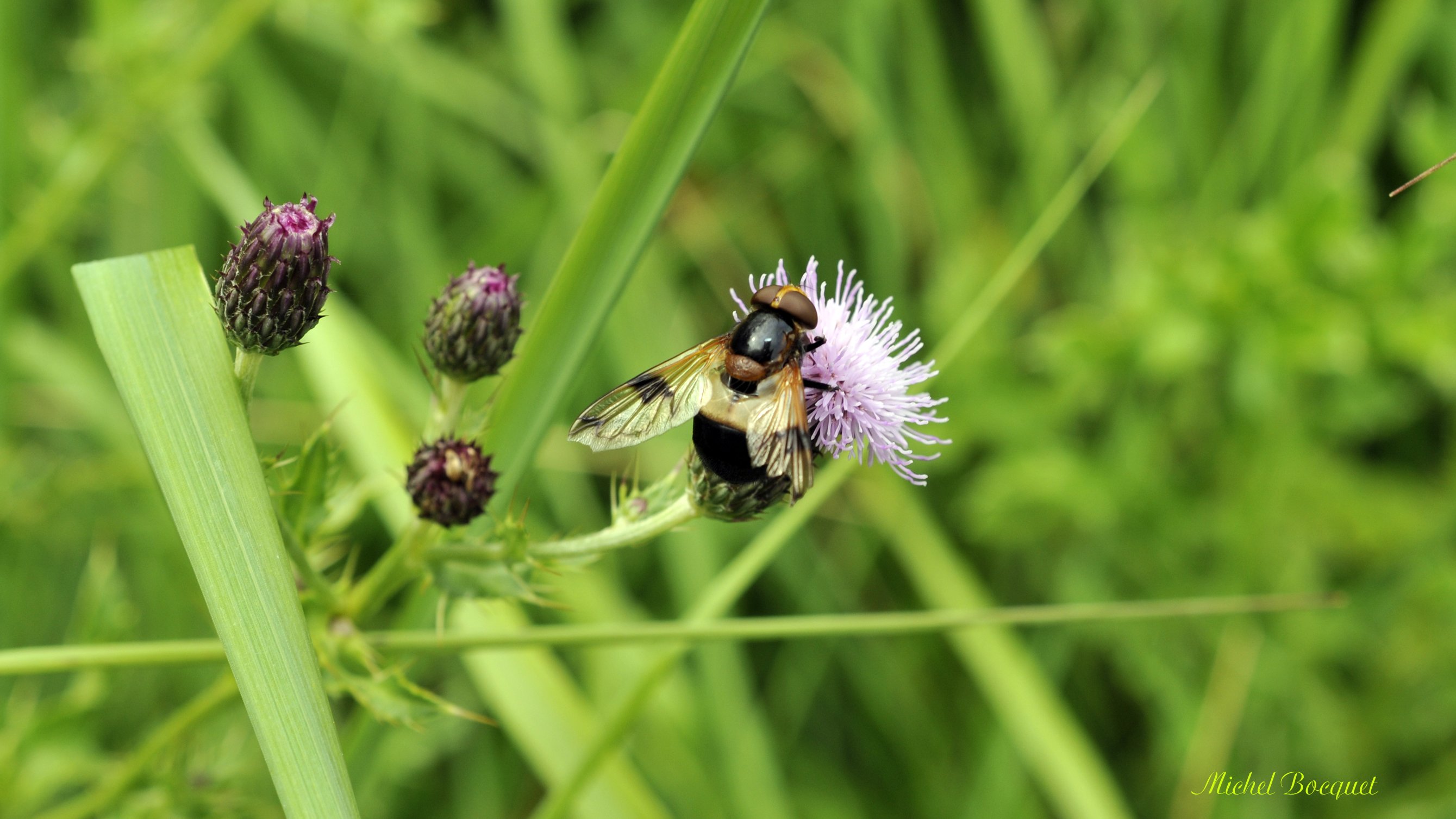 Fonds d'cran Animaux Insectes - Abeilles Gupes ... Une abeille sur un chardon