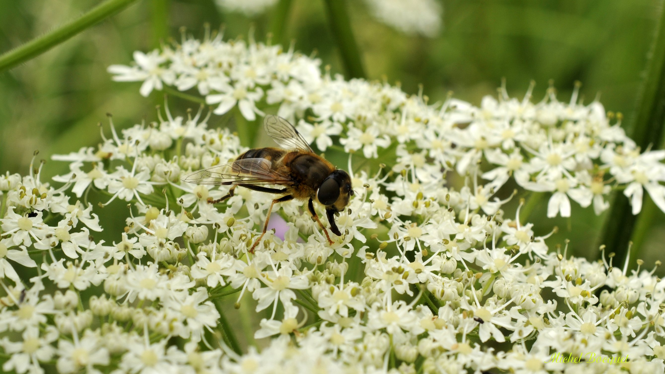 Fonds d'cran Animaux Insectes - Abeilles Gupes ... Abeille sur une fleur blanche