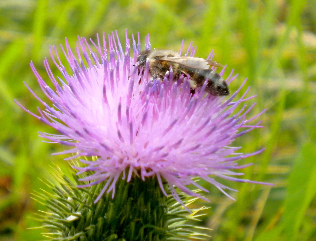 Fonds d'cran Animaux Insectes - Abeilles Gupes ... Balade dans les champs