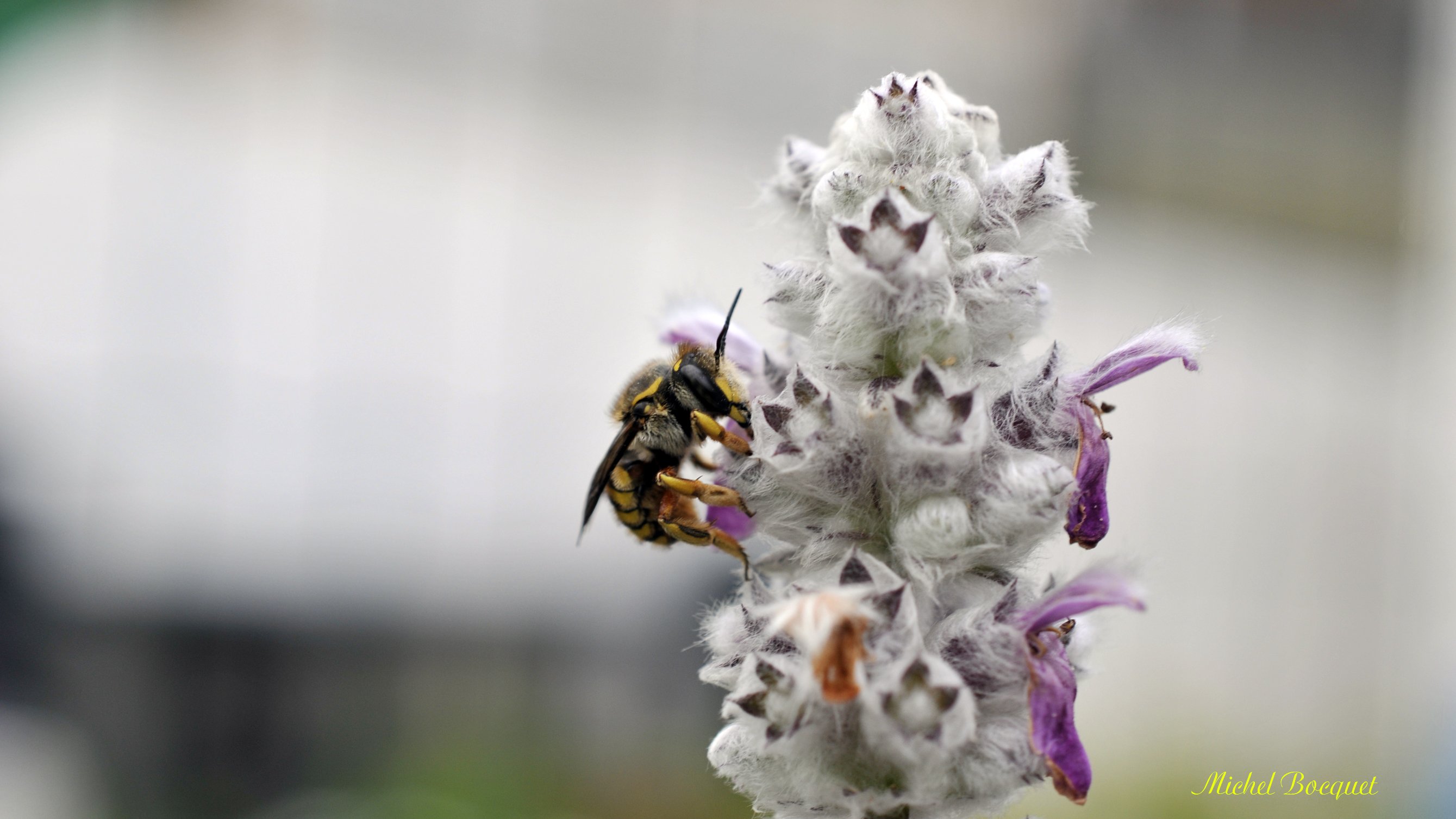 Fonds d'cran Animaux Insectes - Abeilles Gupes ... Pas folle la gupe !