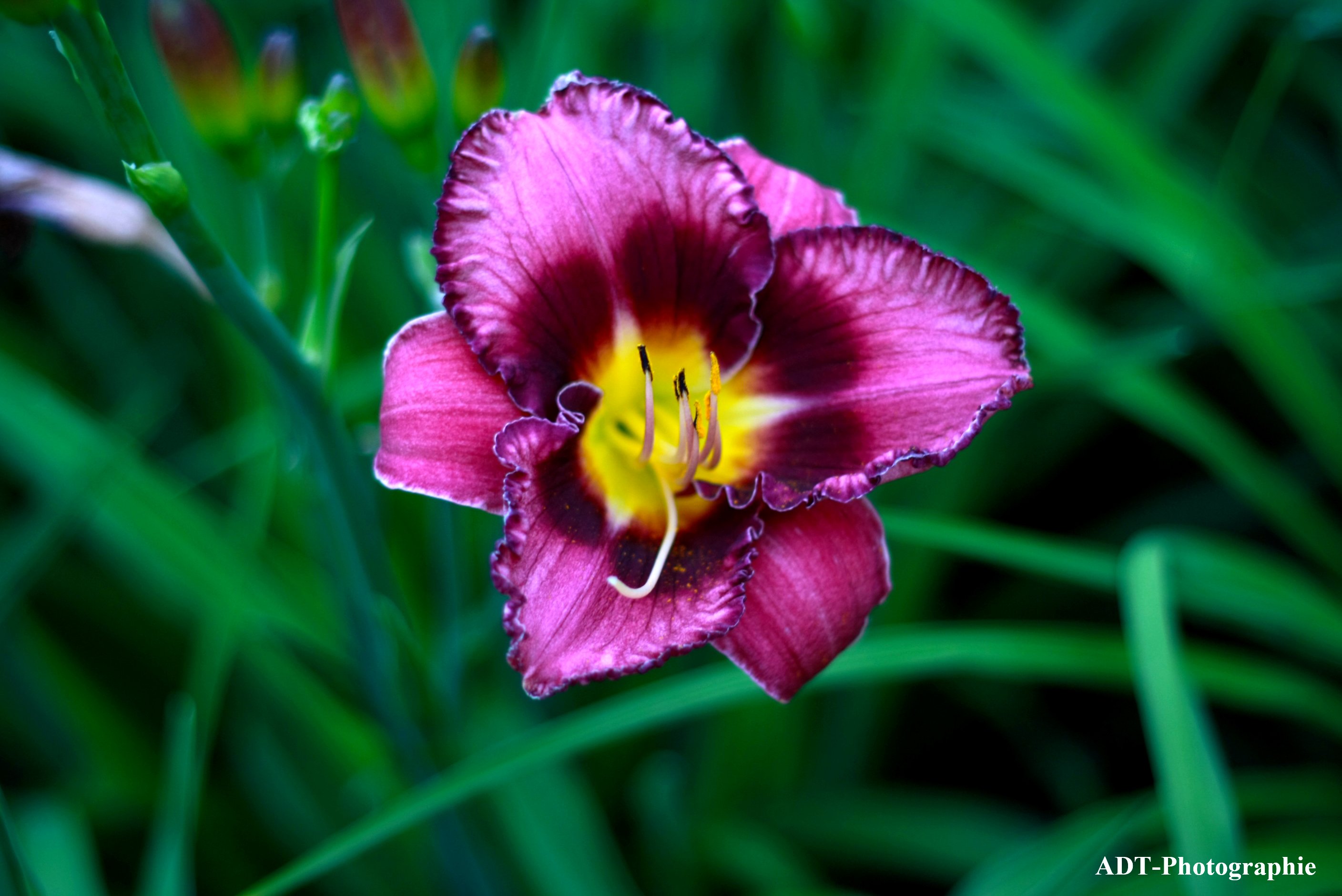 Wallpapers Nature Flowers les diffrents angles de la nature