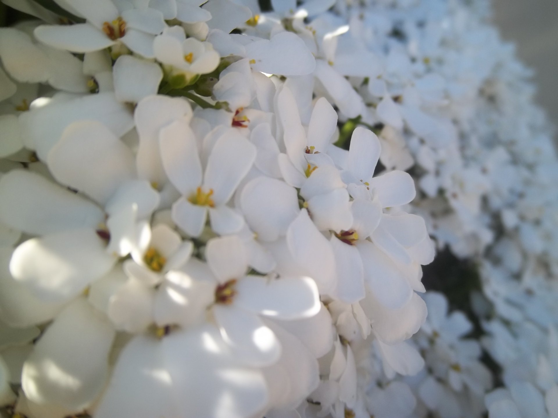 Wallpapers Nature Flowers fleur blanche