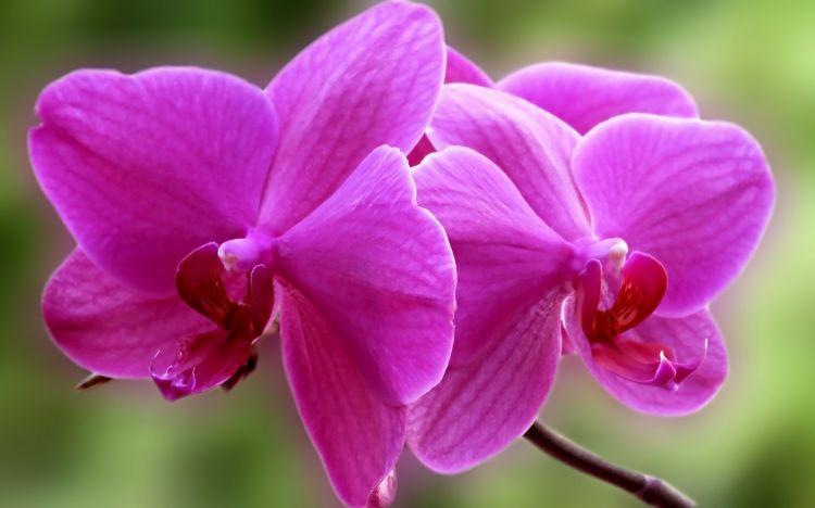 Wallpapers Nature Flowers Orchides