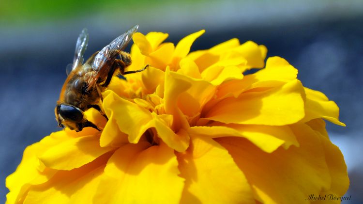 Fonds d'cran Animaux Insectes - Abeilles Gupes ... Une abeille sur une fleur jaune