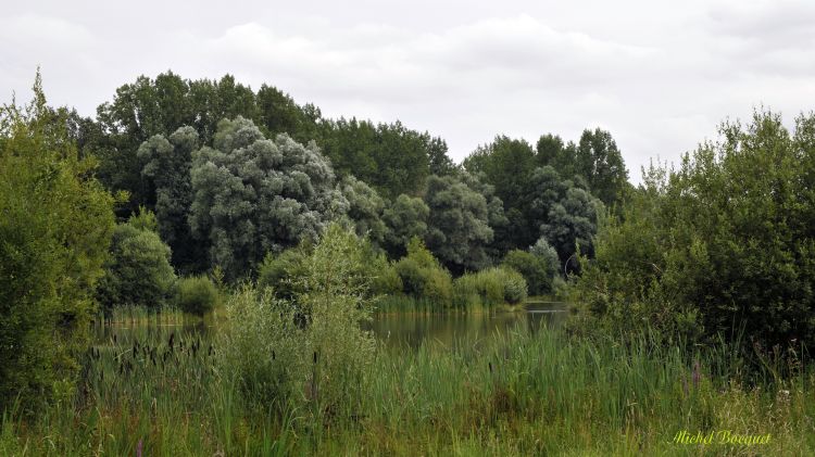 Fonds d'cran Nature Arbres - Forts Le bois de Phalempin (59)