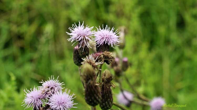 Wallpapers Nature Flowers Chardons