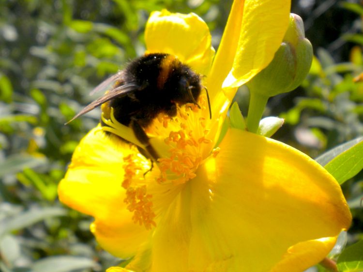 Fonds d'cran Animaux Insectes - Abeilles Gupes ... Dans mes milleperthuis