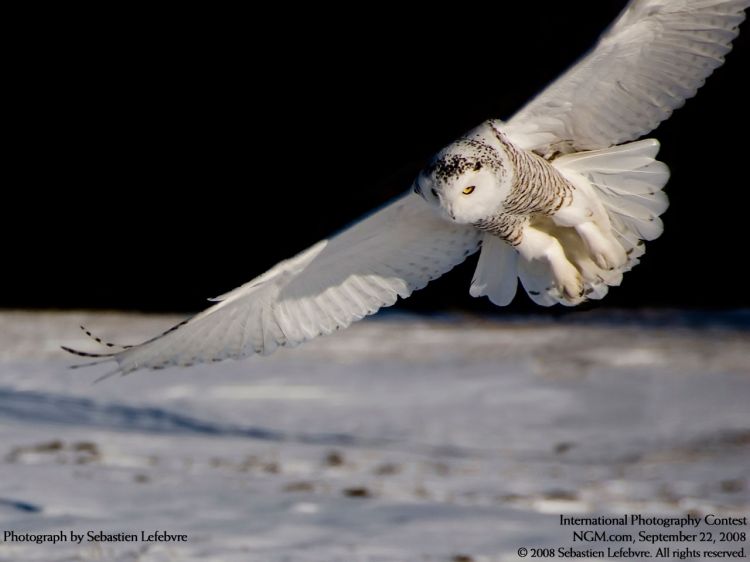 Fonds d'cran Animaux Oiseaux - Hiboux et Chouettes Wallpaper N309887