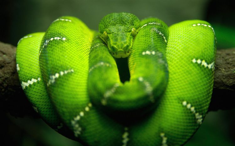 Fonds d'cran Animaux Serpents Wallpaper N309892