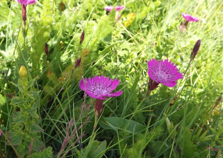 Wallpapers Nature Flowers oeillet de montpellier