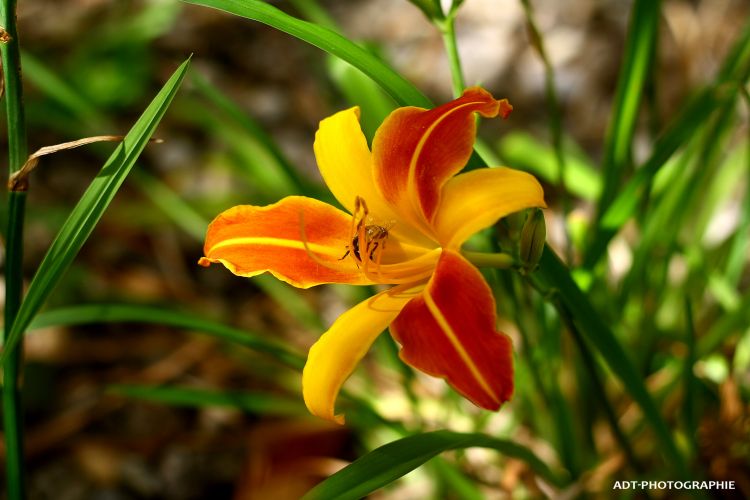 Fonds d'cran Nature Fleurs les diffrents angles de la nature