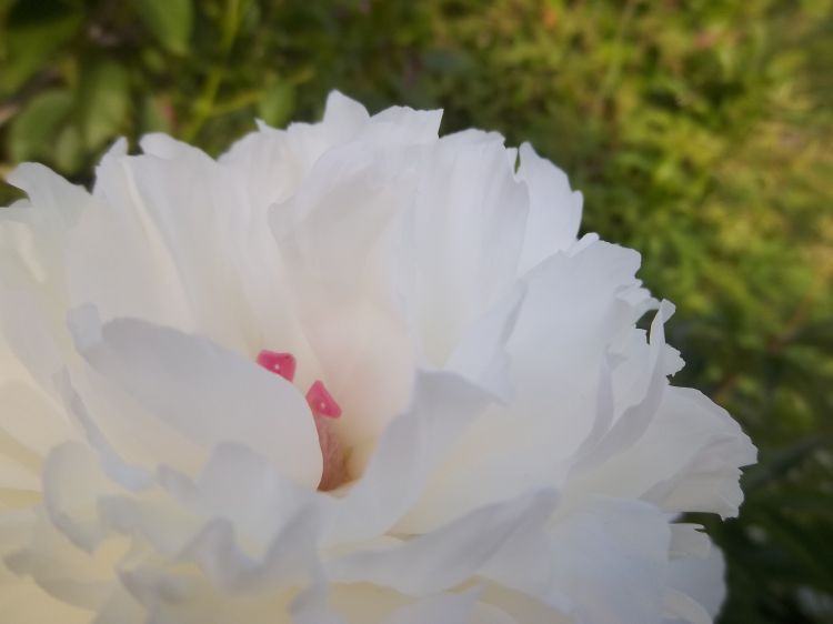 Fonds d'cran Nature Fleurs fleur