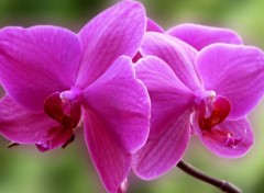  Nature Orchides