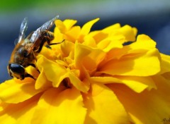  Animaux Une abeille sur une fleur jaune