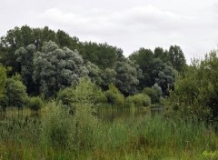  Nature Le bois de Phalempin (59)