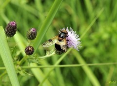  Animaux Une abeille sur un chardon