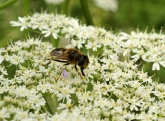  Animaux Abeille sur une fleur blanche