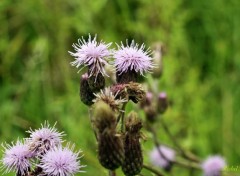  Nature Chardons