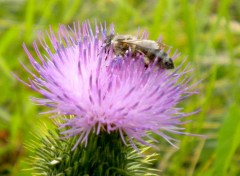  Animaux Balade dans les champs