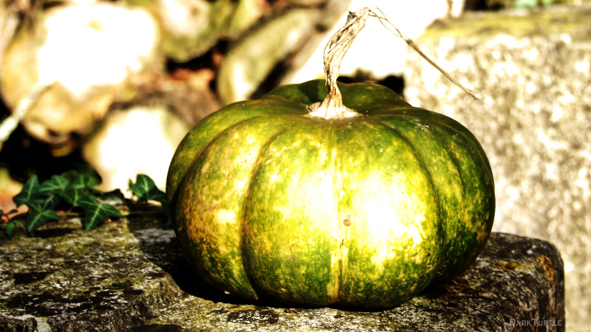 Wallpapers Nature Vegetables Pumpkin in the sun