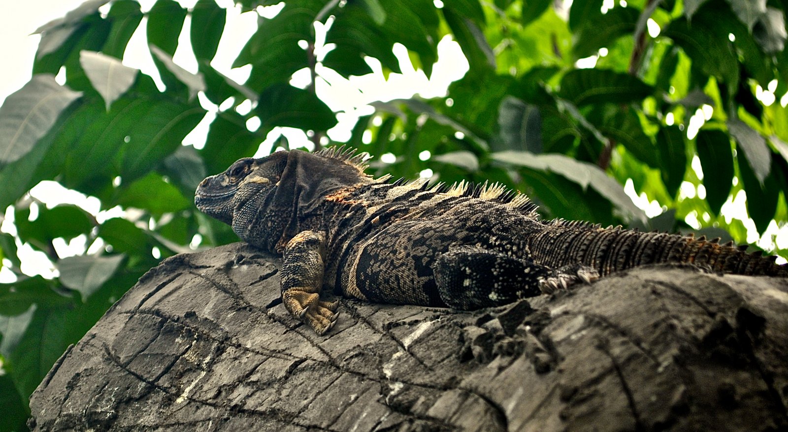 Wallpapers Animals Iguanas  son ppre