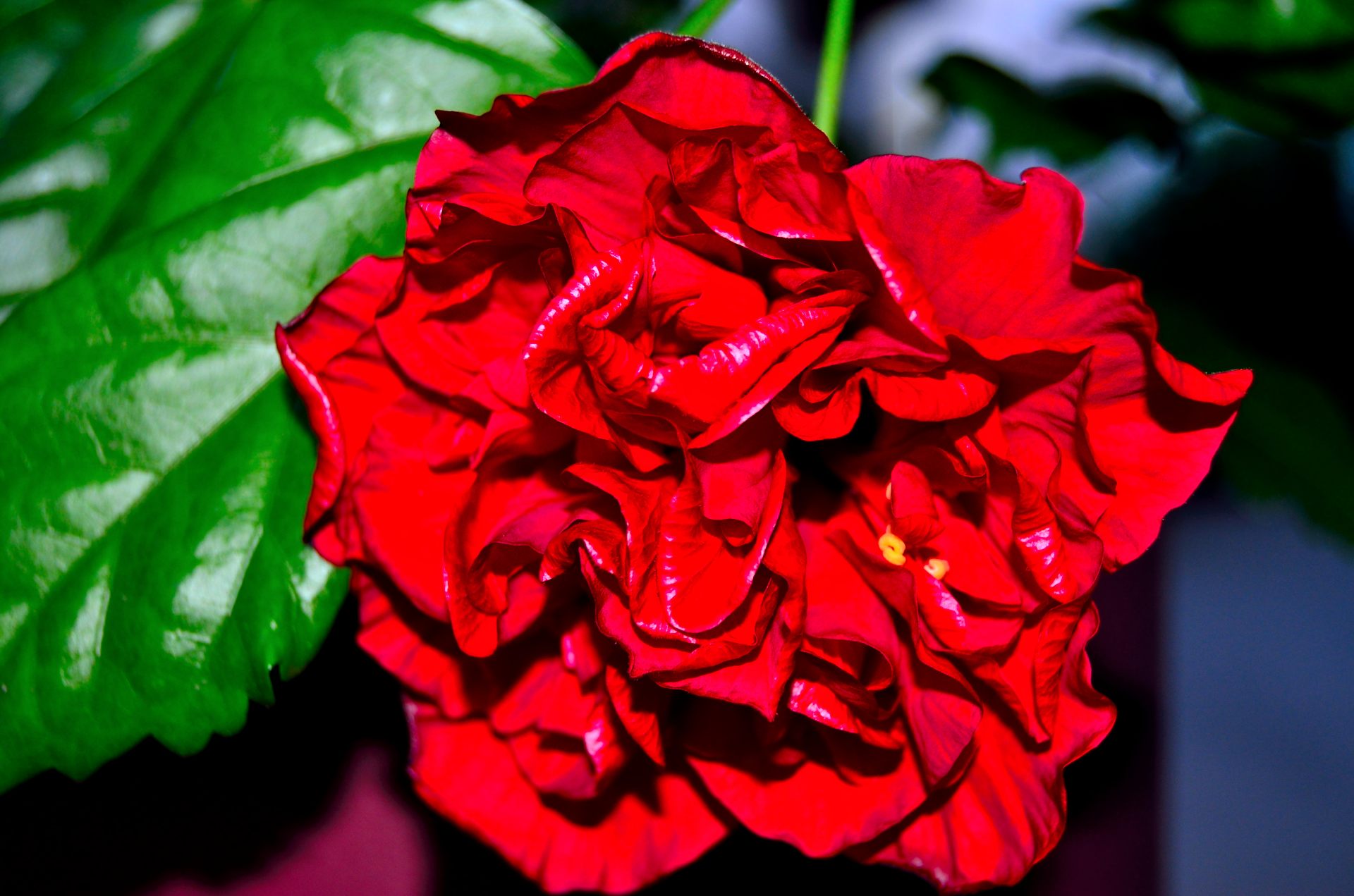 Fonds d'cran Nature Fleurs Hibiscus en canicule