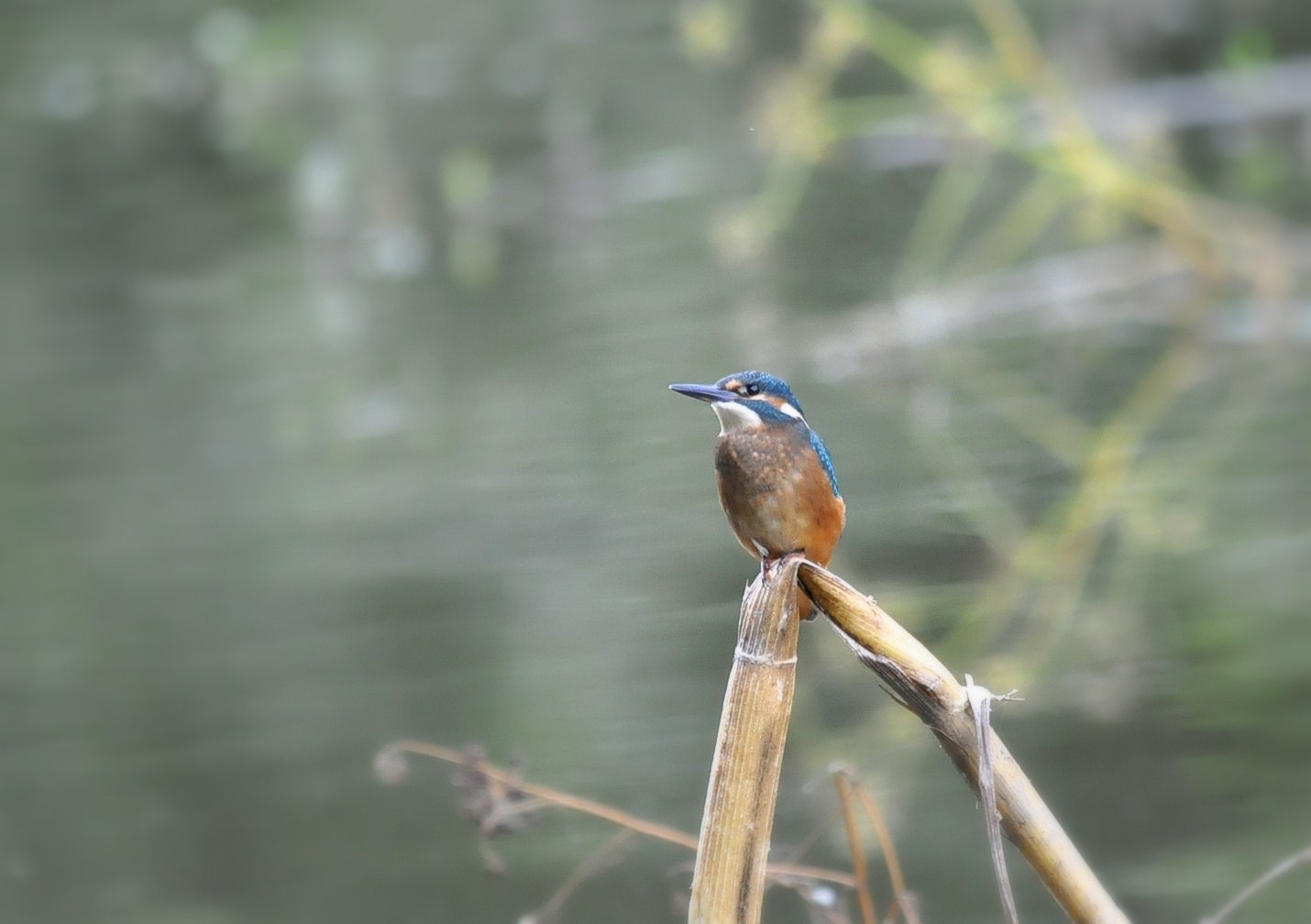 Wallpapers Animals Birds - Kingfisher Martin pcheur 