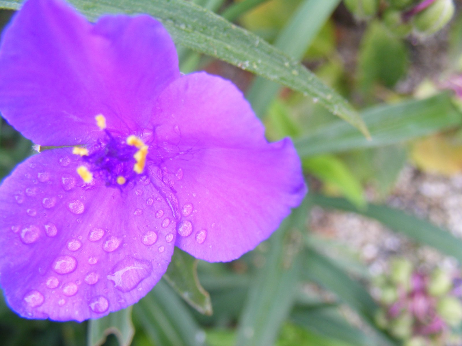 Wallpapers Nature Flowers Violet