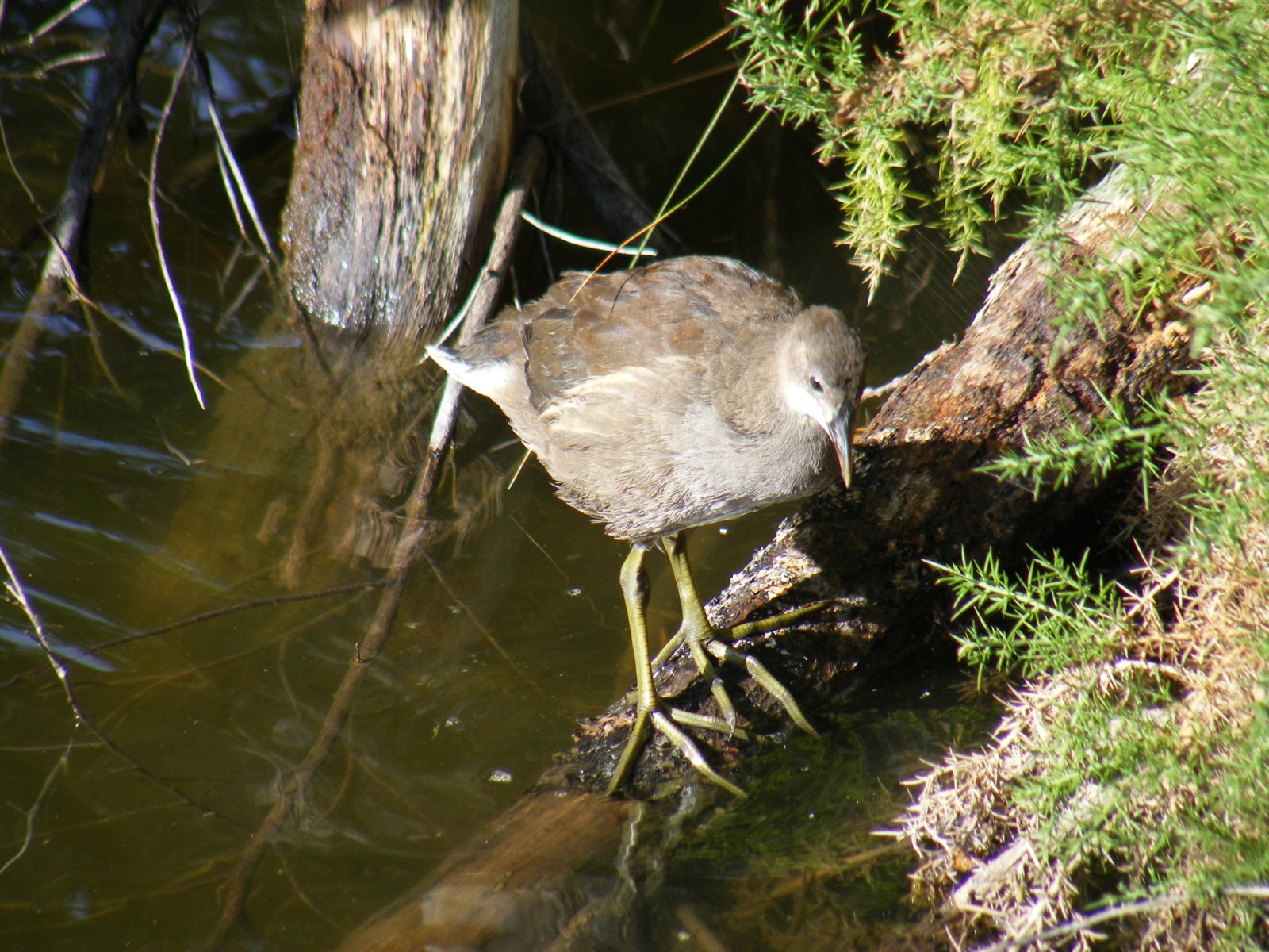 Fonds d'cran Animaux Oiseaux - Divers Poule d'eau