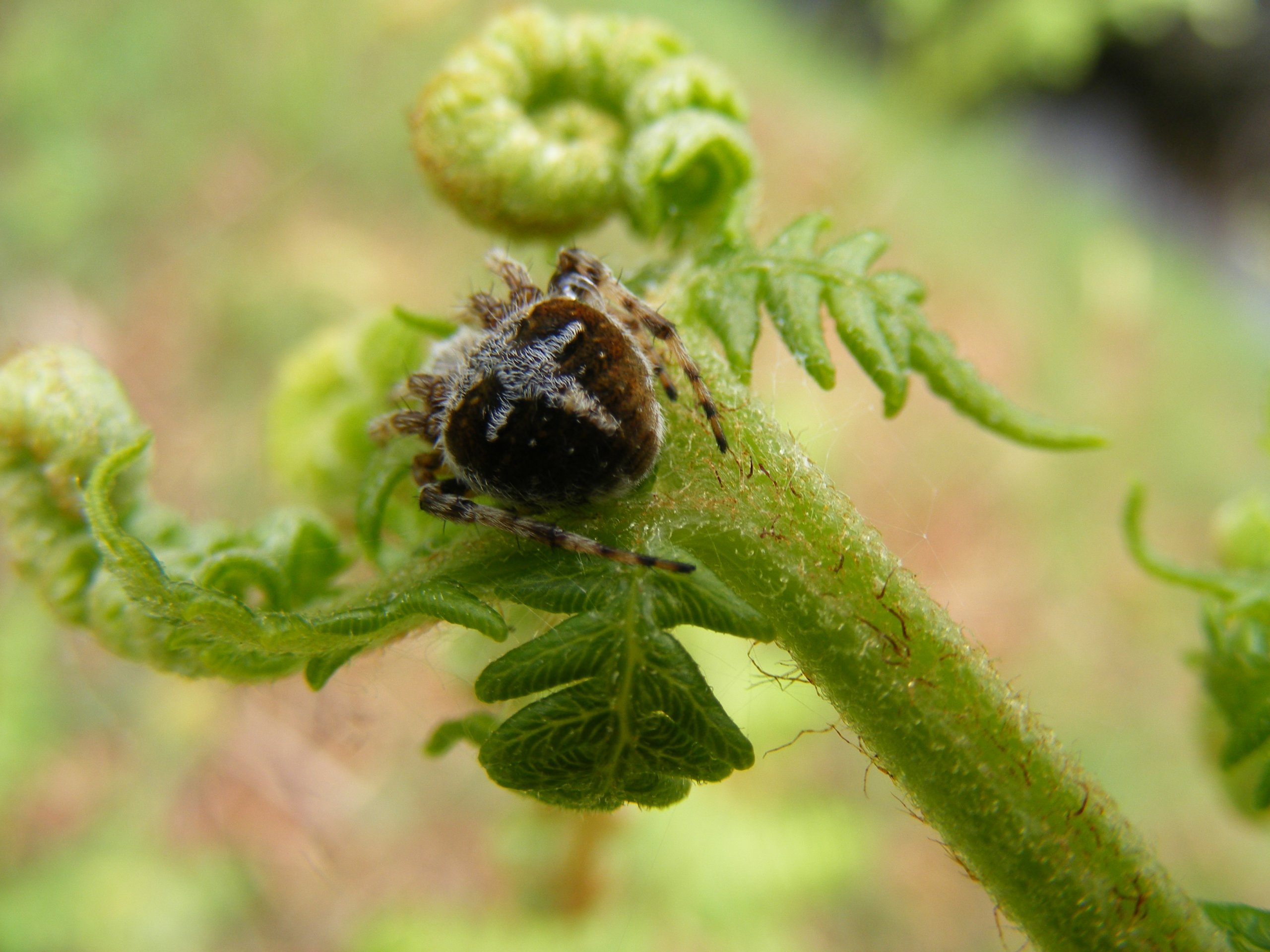 Wallpapers Animals Spiders Araigne et fougre