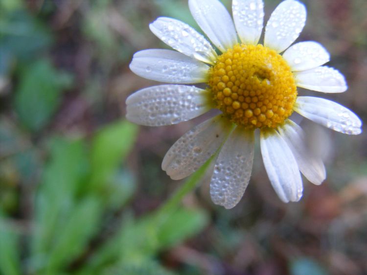 Fonds d'cran Nature Fleurs Pquerette