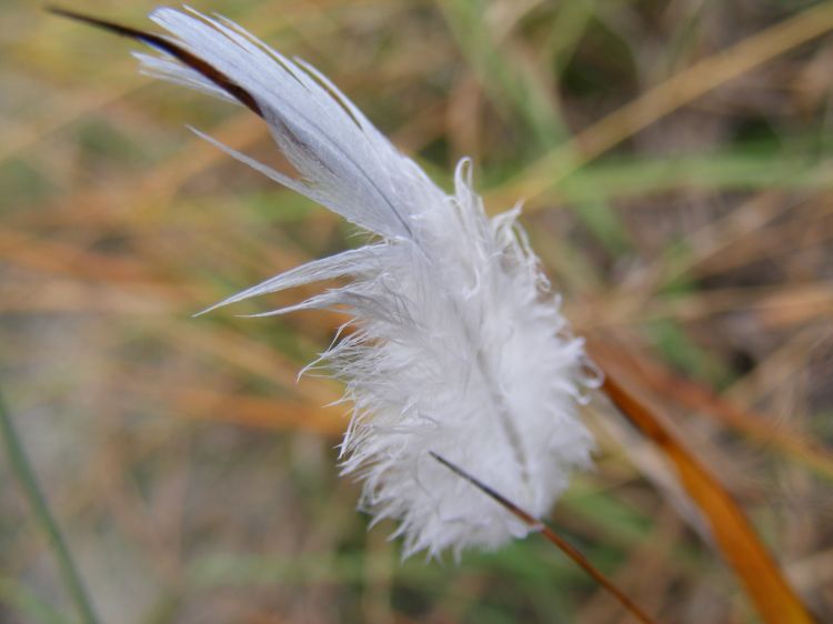 Fonds d'cran Nature Divers - Compositions Plume blanche