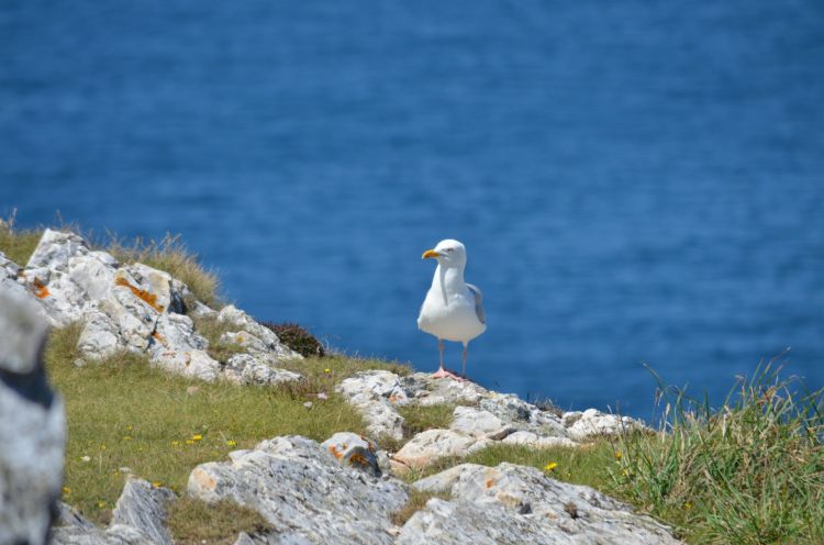 Fonds d'cran Voyages : Europe France > Bretagne La pointe de Pen-Hir 