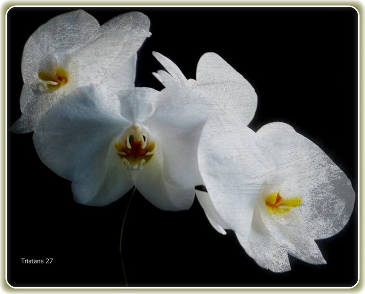 Fonds d'cran Art - Peinture Fleurs Orchides...