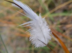  Nature Plume blanche