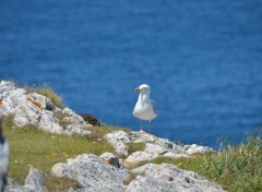  Voyages : Europe La pointe de Pen-Hir 