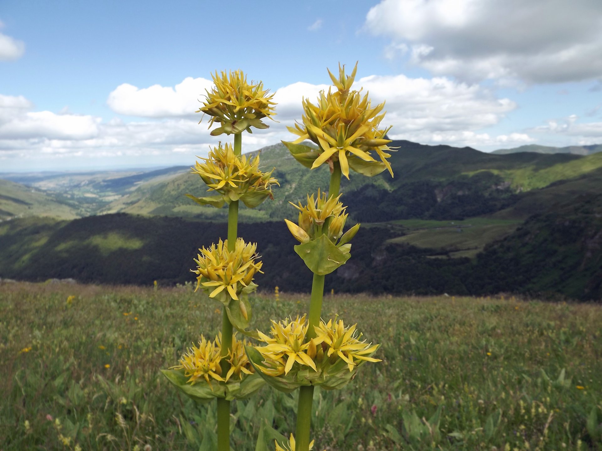 Wallpapers Nature Flowers fleurs des montagnes