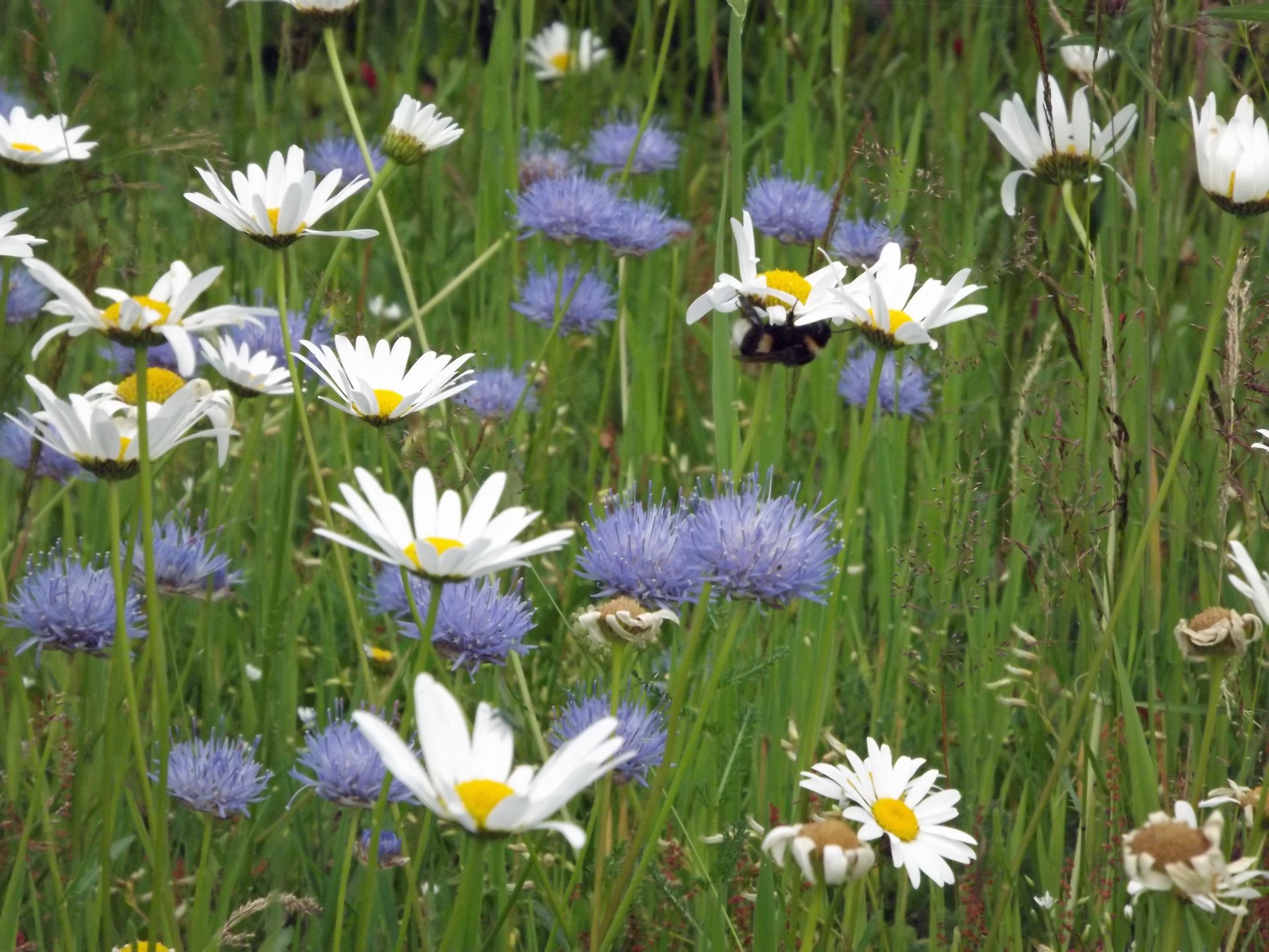 Fonds d'cran Nature Fleurs fleurs des champs