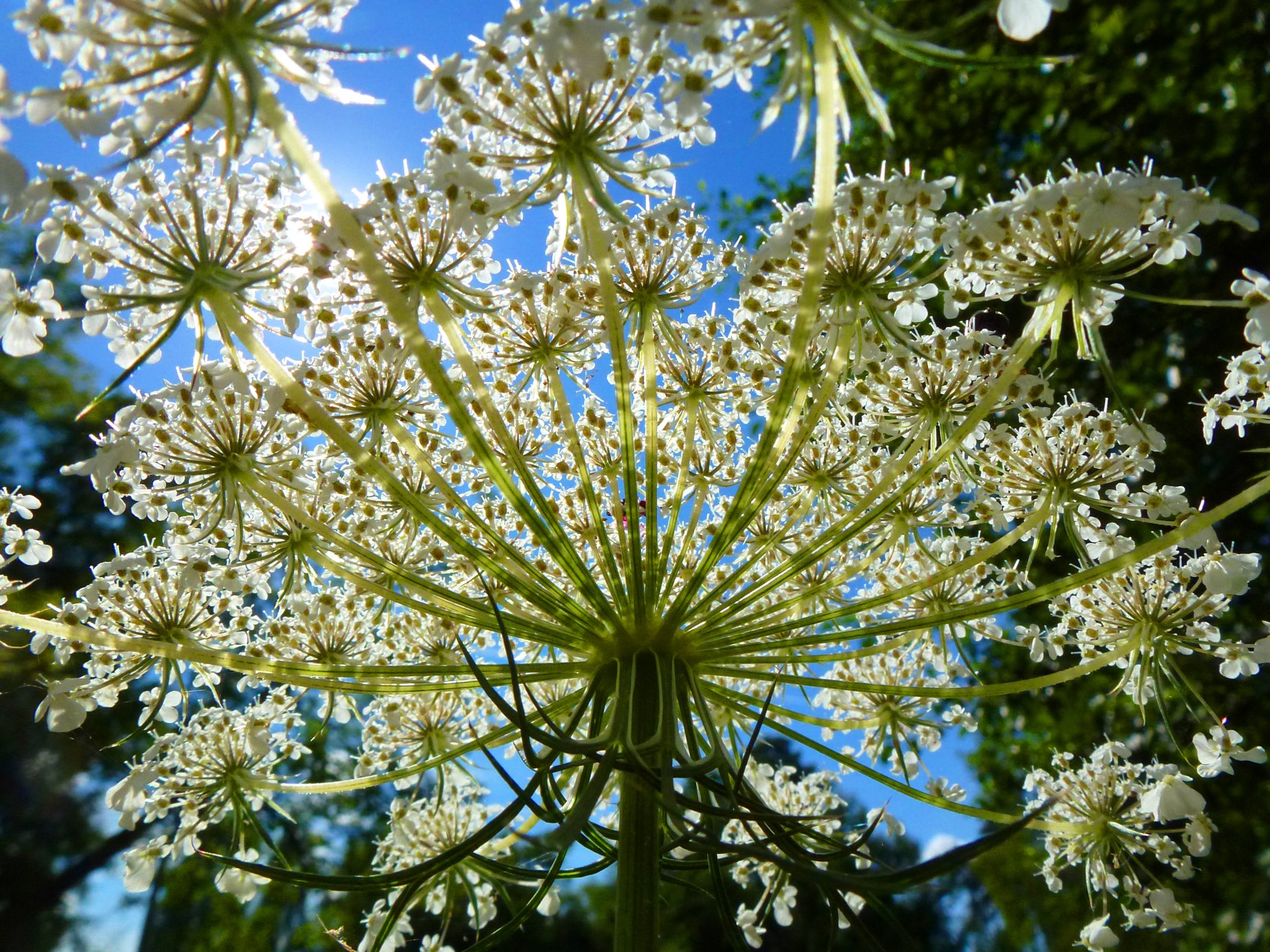 Fonds d'cran Nature Plantes - Arbustes Ombelliphre