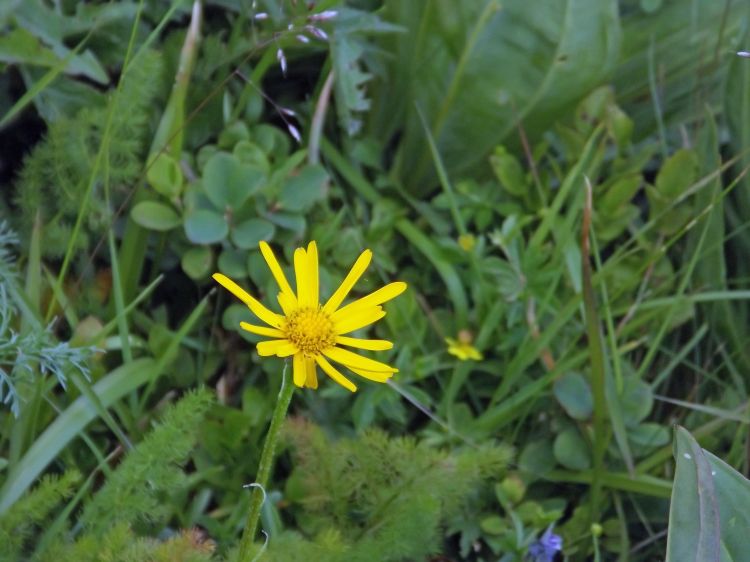 Wallpapers Nature Flowers fleurs des montagnes