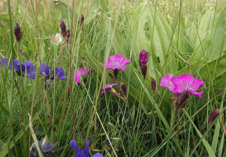 Wallpapers Nature Flowers fleurs des montagnes