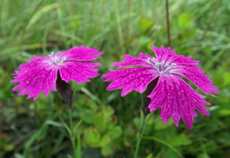 Wallpapers Nature Flowers fleurs des montagnes