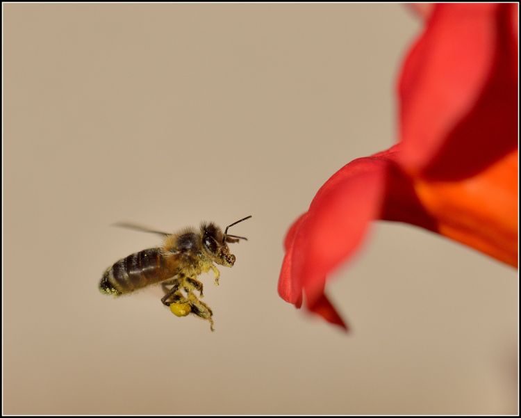 Fonds d'cran Animaux Insectes - Abeilles Gupes ... Chre pollinisatrice....