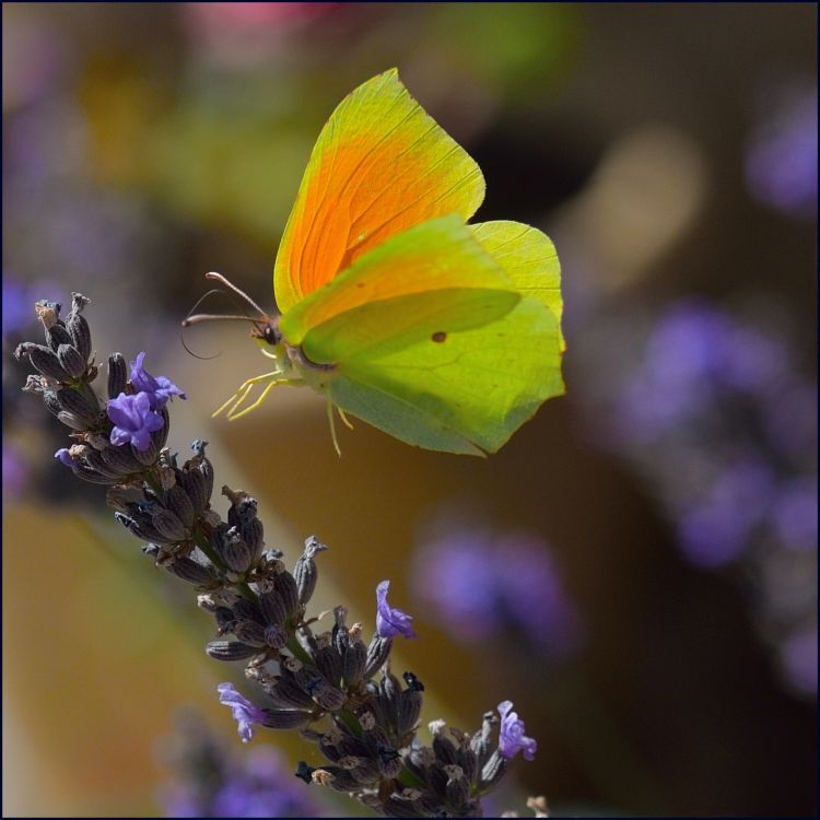 Fonds d'cran Animaux Insectes - Papillons Citron et lavande....