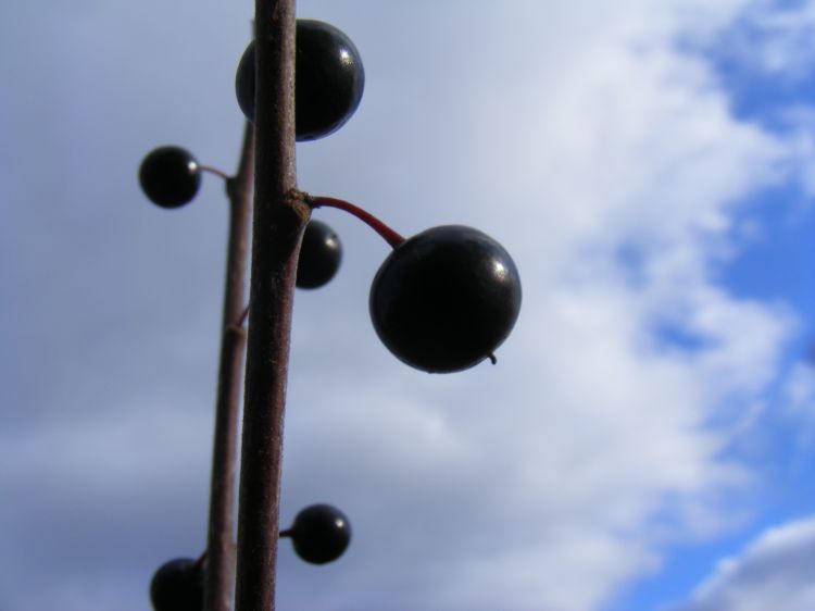 Wallpapers Nature Fruits En mode macro