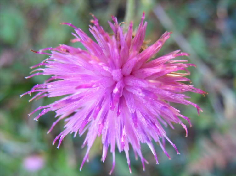 Fonds d'cran Nature Fleurs Fleur violette