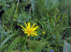  Nature fleurs des montagnes