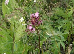  Nature fleurs des montagnes