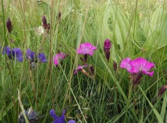  Nature fleurs des montagnes